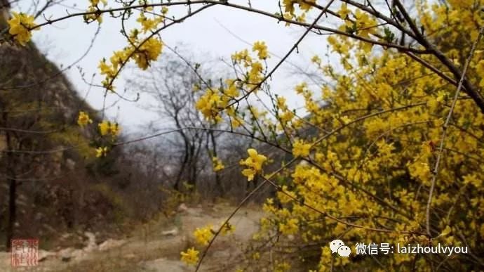 探春录最新，揭示春天的无限魅力与新生面貌